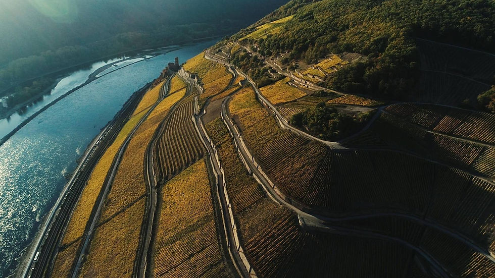Leitz Winery in Rheingau Germany producing award winning alcohol free Riesling and Pinot Noir wines | NOLO Thailand 