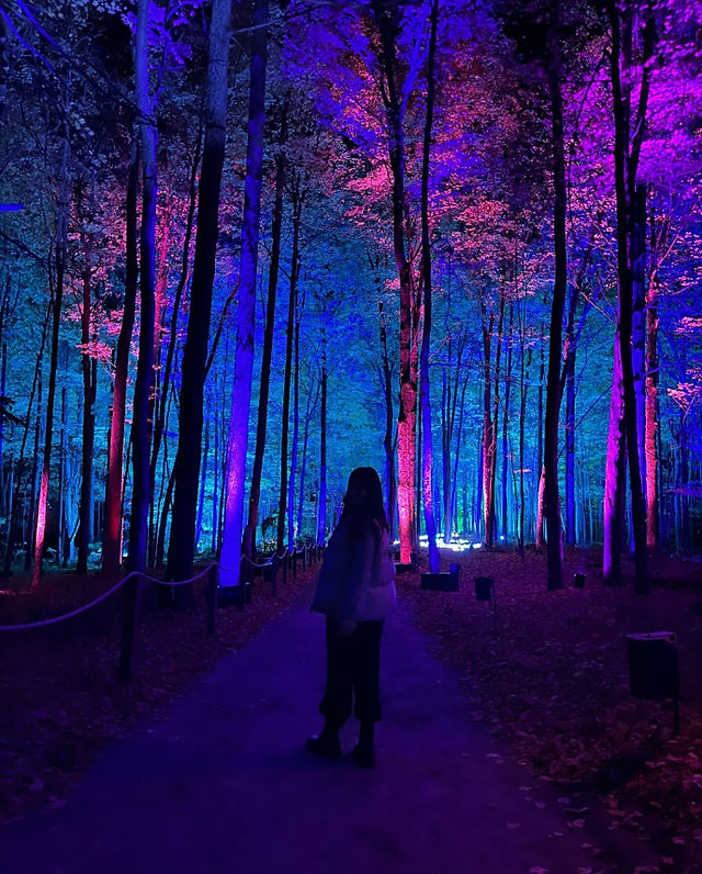 lit trees in Harry Potter forbidden forest experience