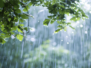 Rain's Pulse: Nature's Living Water