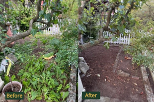 Garden cleanup removing leaves and overgrown plants