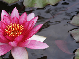 Lotus Flower or Mud