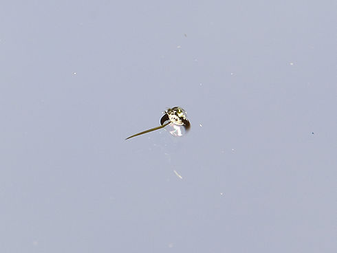 ウインドリペア