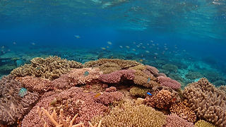 海花セール❣️ 琉球*海のたね　海花☆アスパラガスセット 海花セール❣️ 琉球*海のたね 海花☆アスパラガスセット 【公式通販】