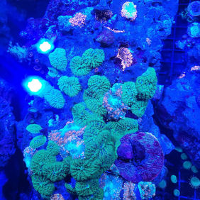 coralreef.webp
