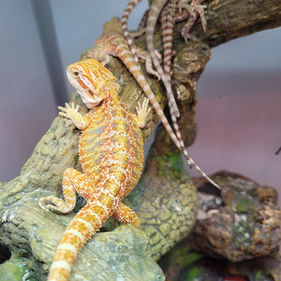 bearded dragons.webp