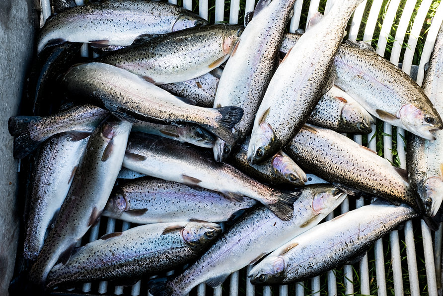 high-angle-close-up-of-freshly-caught-tr