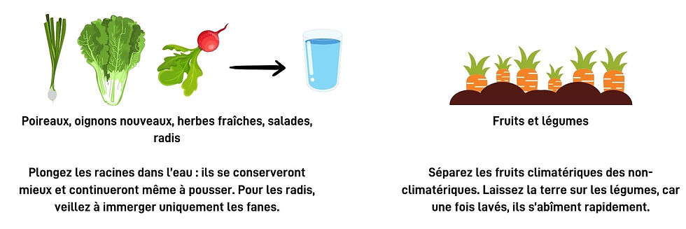 Poireaux, oignons nouveaux, herbes fraîches, salades, radis : si vous plongez leurs pieds dans l’eau ils se garderont et continueront même à pousser. Pour les radis roses c’est les fanes qui doivent rester dans l’eau. Fruits et légumes Séparer les fruits climatériques et non climactériques. Laisser la terre sur les légumes car une fois lavés ils périssent rapidement.