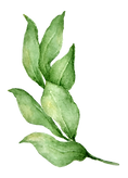 Leaves 4
