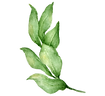 Leaves 4