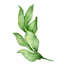 Leaves 4