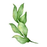 Leaves 4