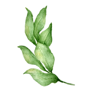 Leaves 4