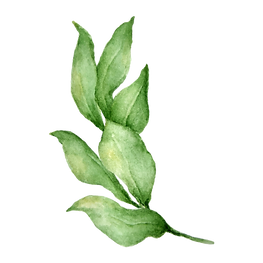 Leaves 4