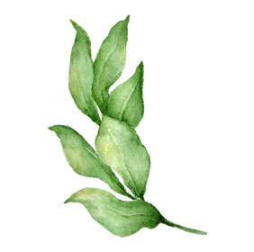 Leaves 4