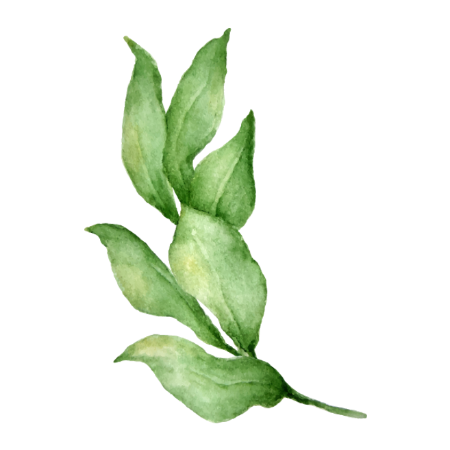 Leaves 4