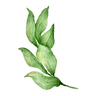 Les feuilles 4
