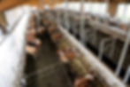 Miniaturbild: IPCam 360 FHD