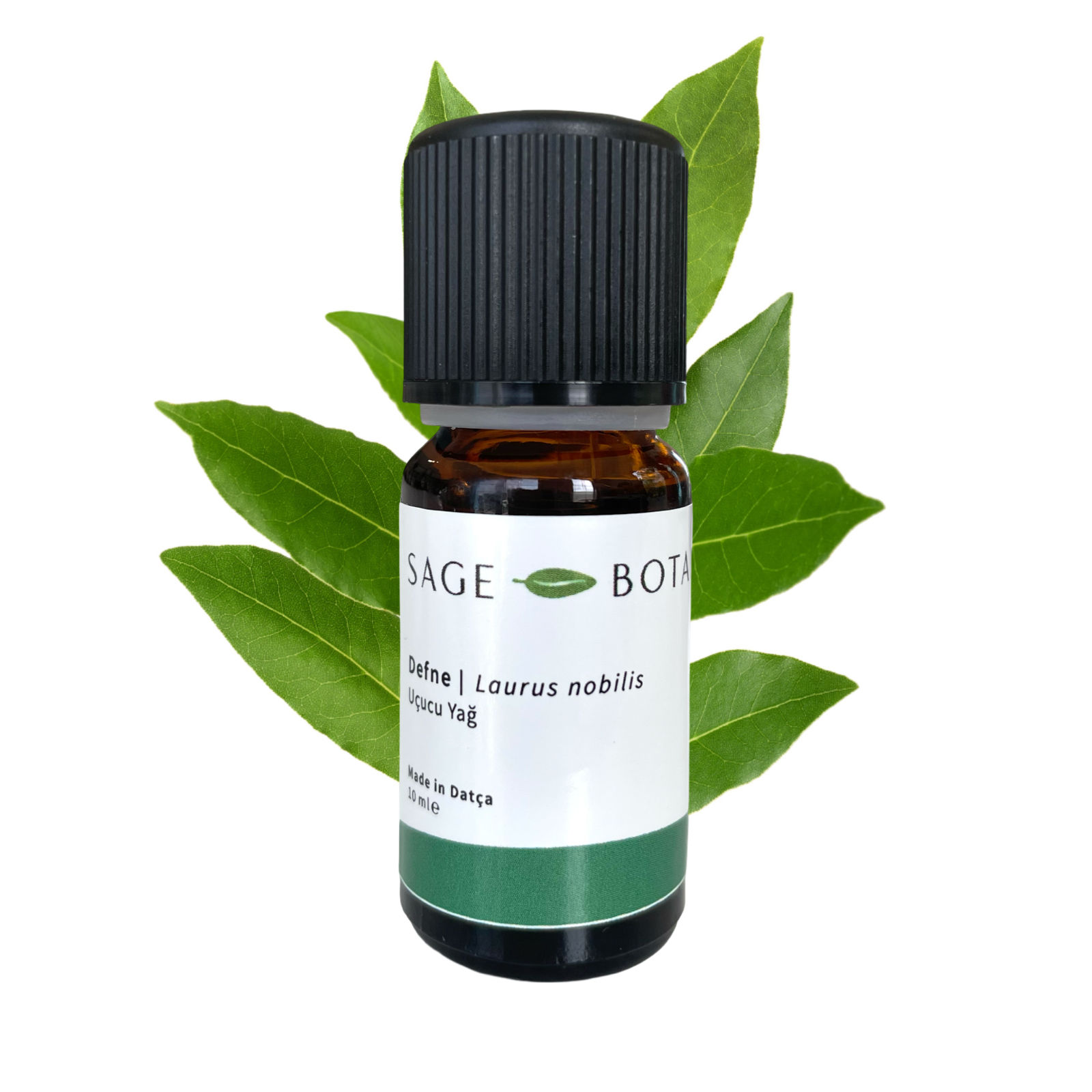 Laurel Essential Oil