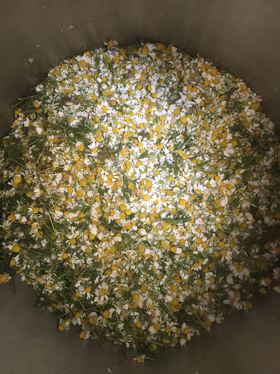 Tıbbi papatya distilasyonu