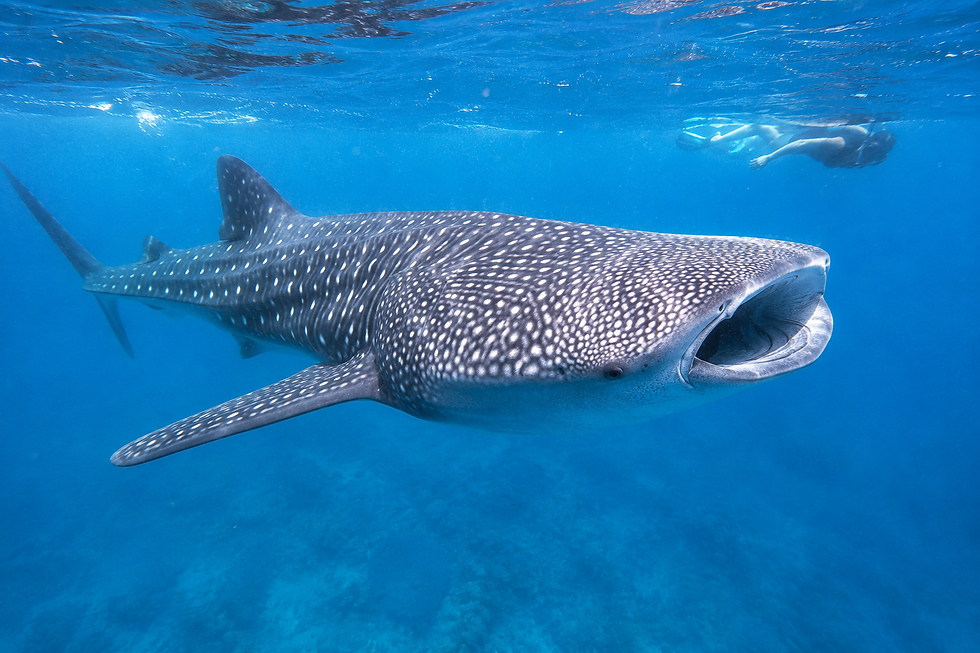 Whale Shark Tours Placencia, Belize