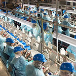 Staff-Track-Food-Processing-Plant.jpg