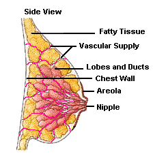 A women's breast