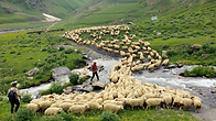 MOUTON.png
