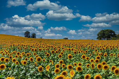 Sunflowers