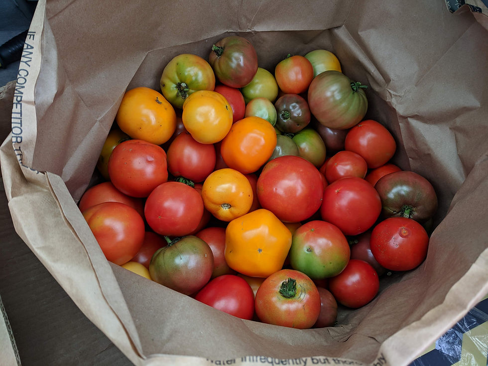 growing vegetables