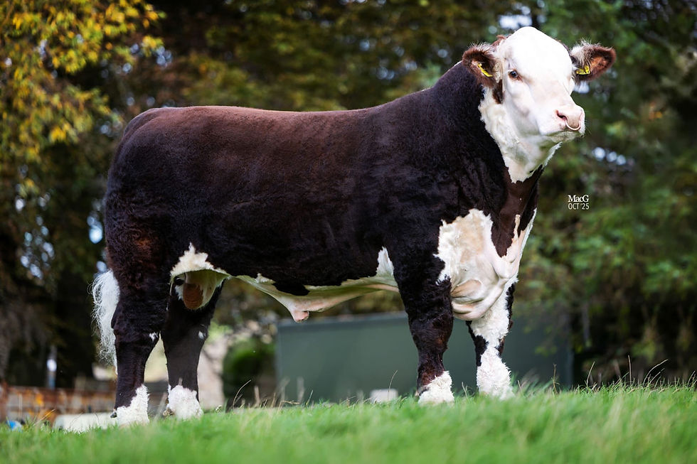 MORALEE 1 BIG TIME RK349 - DESIGNER GENES SALE