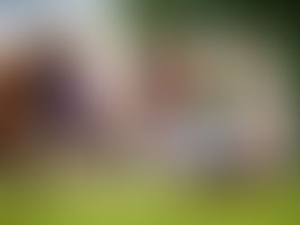 Judging at Northern Ireland Hereford Breeders Association