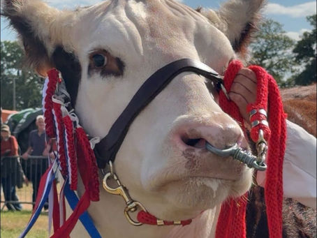 NATIONAL POLLED HEREFORD SHOW - SUPREME CHAMPION & INTERBREED CHAMPION- MORALEE 1 PIPPA RK281