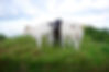 Whitebred Shorthorns, Whitebreds, Shorthorns, British Cattle, Support British Farming, Farming, UK Farming, British Whitebreds, British Cattle, British Cow, British Farmers, UK Farmers, British Beef Farming, Beef Farm, Northumberland Cattle, Northumberland Farmer, Farming Family, Scottish Farmer, Scottish Cattle, Highland Cow, Shorthorn Cow ,Cattle Society, Cattle, Dairy Shorthorn, Showing Cattle, Highland Cattle, Calves, Heifer, Bull, Dairly Cattle, Belted Galloway, Galloway Cattle, Rare Breed, Limousin Cattle, Part Bred Cattle, Part Bred Cow, Beef Cattle, Cattle For Sale, Cattle Mart, Livestock Sale, Livestock Auctioneer, Heifer Cow, Cow and Calf, Cattle Prices, Livestock, Shorthorn Cattle, Calves For Sale, National Trust Farms, Farming in Britain, Farming in UK, British Beef Farm, Farm UK, Shorthorn Society, Cattle Society, Whitebred Shorthorn Society.