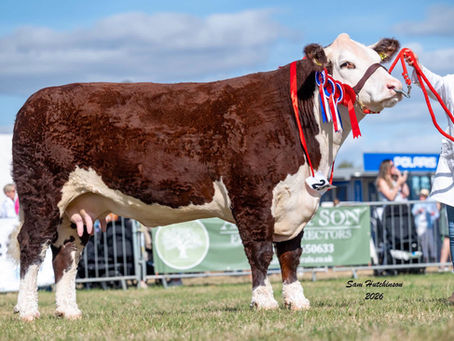 NATIONAL POLLED HEREFORD SHOW, MORETON IN MARSH