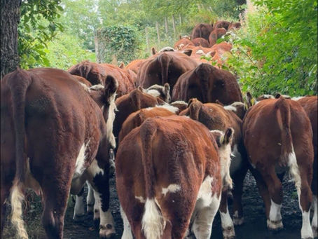ON THE "MOOVE".