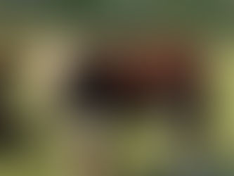 CARABAO UPDATE