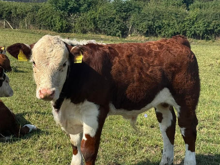 CARABAO UPDATE
