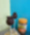 GLUTEN FREE Sun Butter Banana