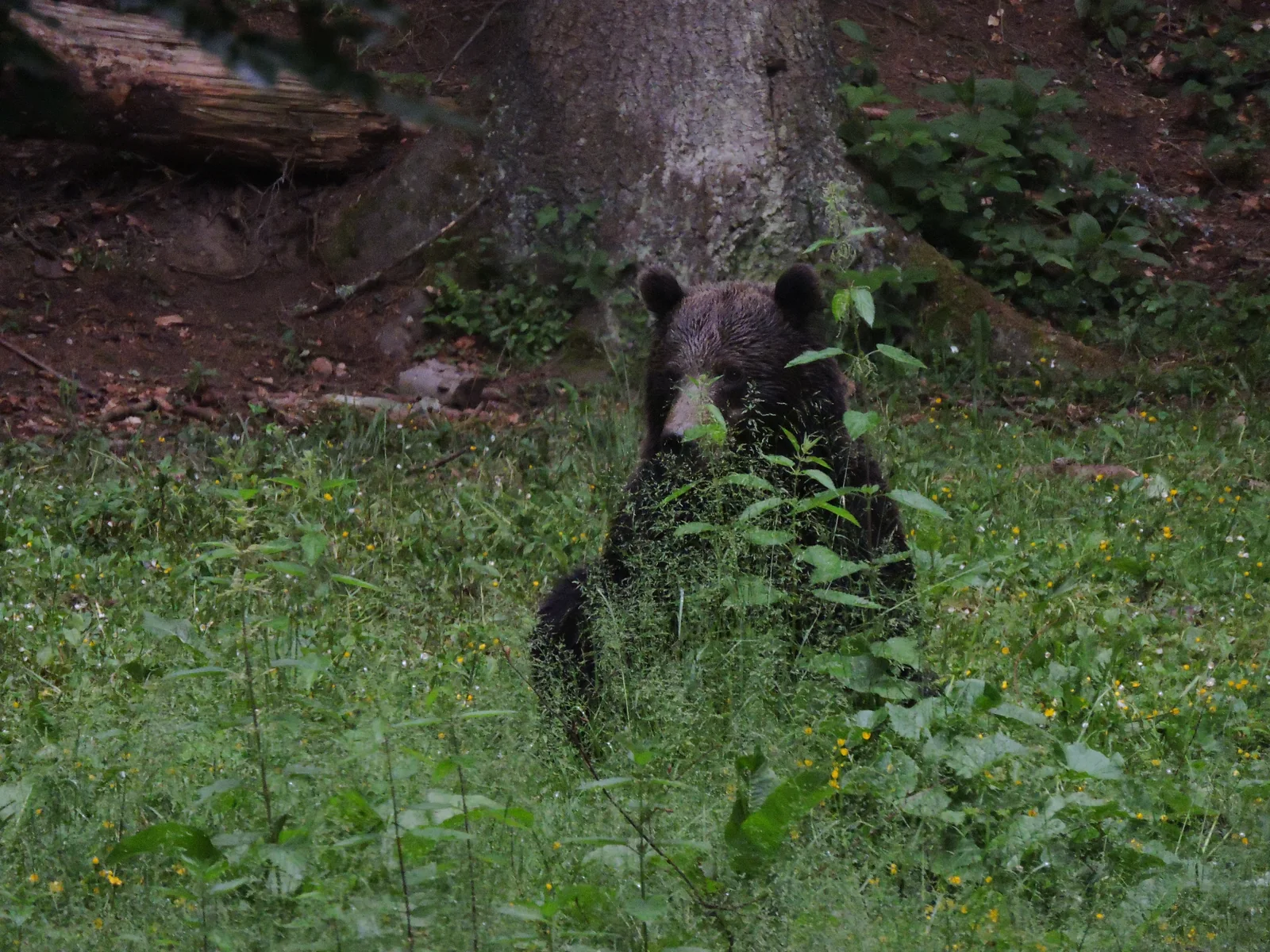 Observare wildlife in padure cu ghid naturalist MAX International