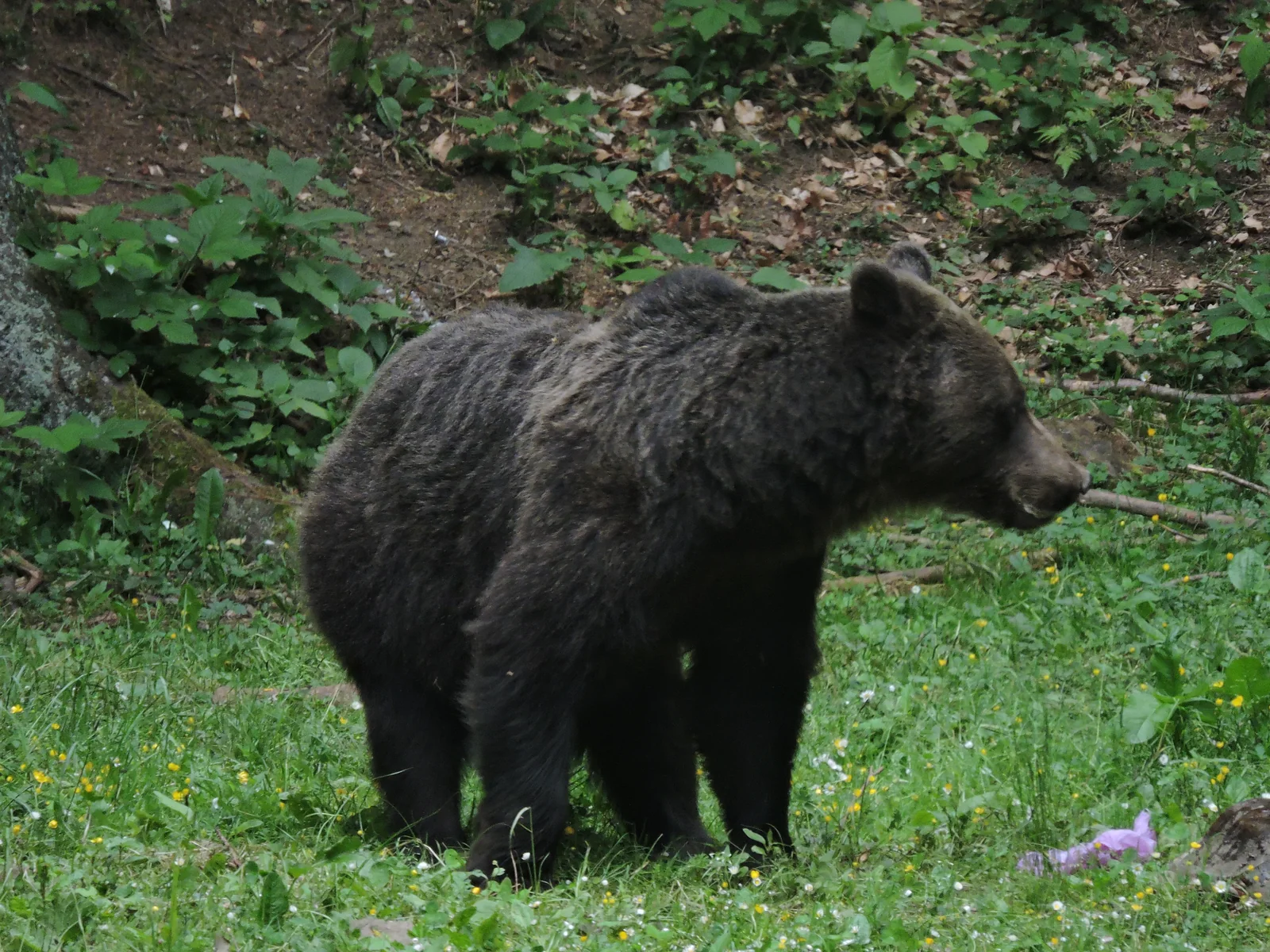 Urs in padure observat in tur ghidat de wildlife langa Rasnov
