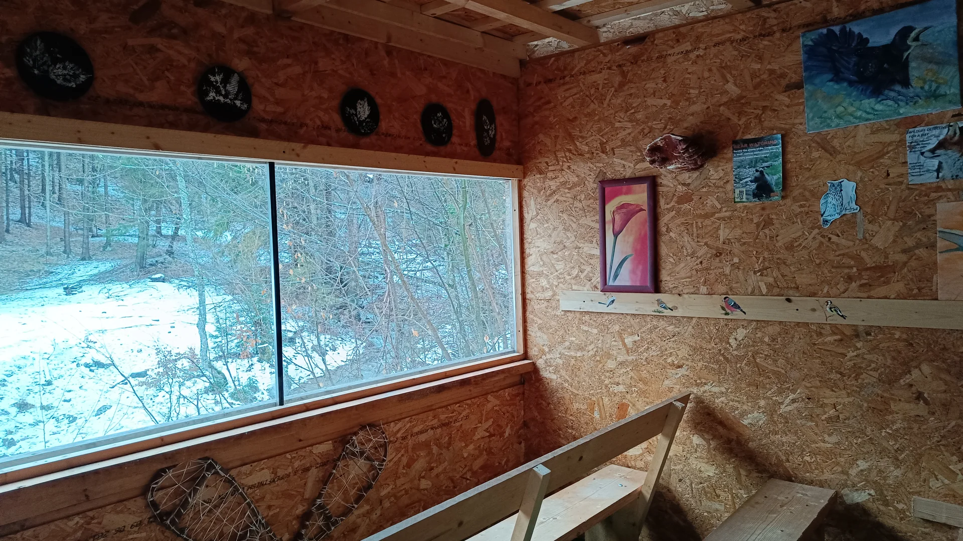 Observator controlat pentru experienta Ursi la Observator cu ghid naturalist