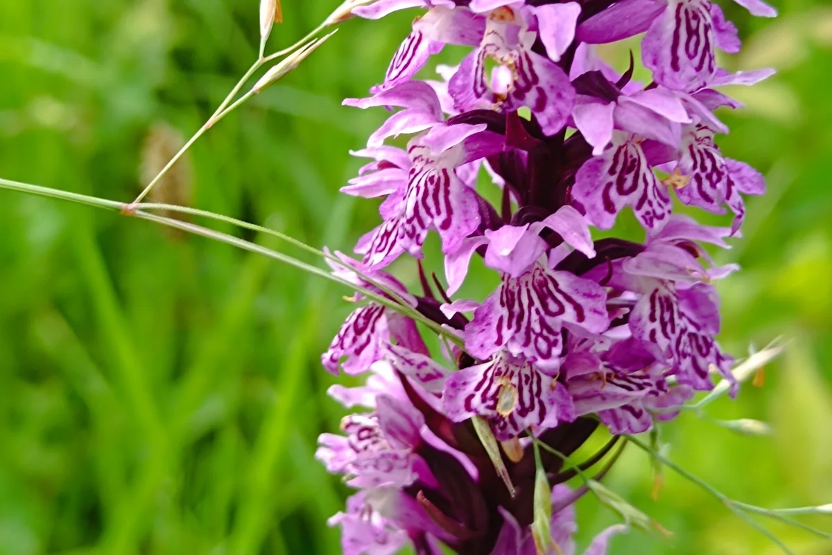 Tur ghidat de biodiversitate botanică în Carpați cu ghid naturalist