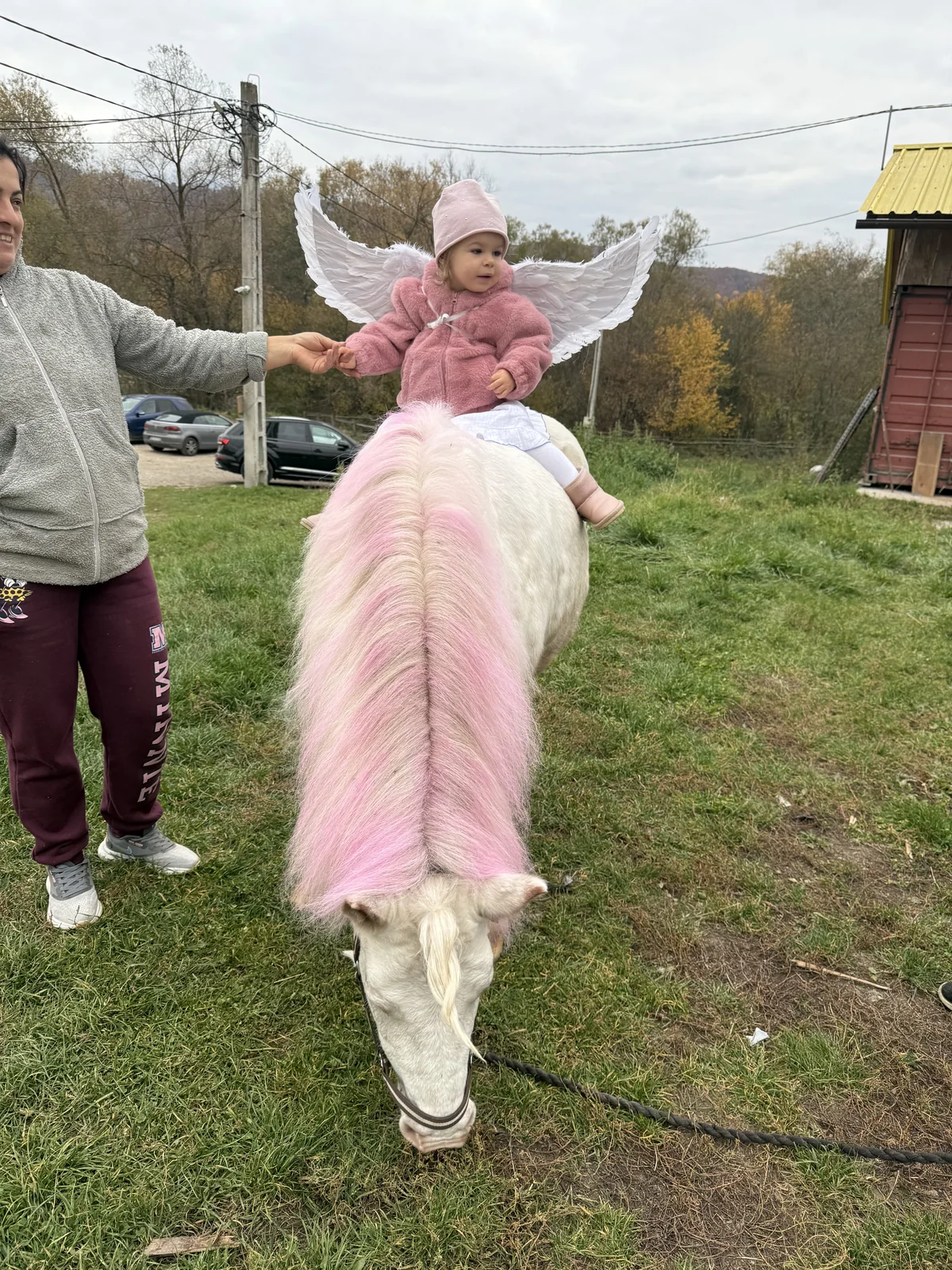 Experienta de echitatie pentru juniori cu cal alb in zona Rasnov