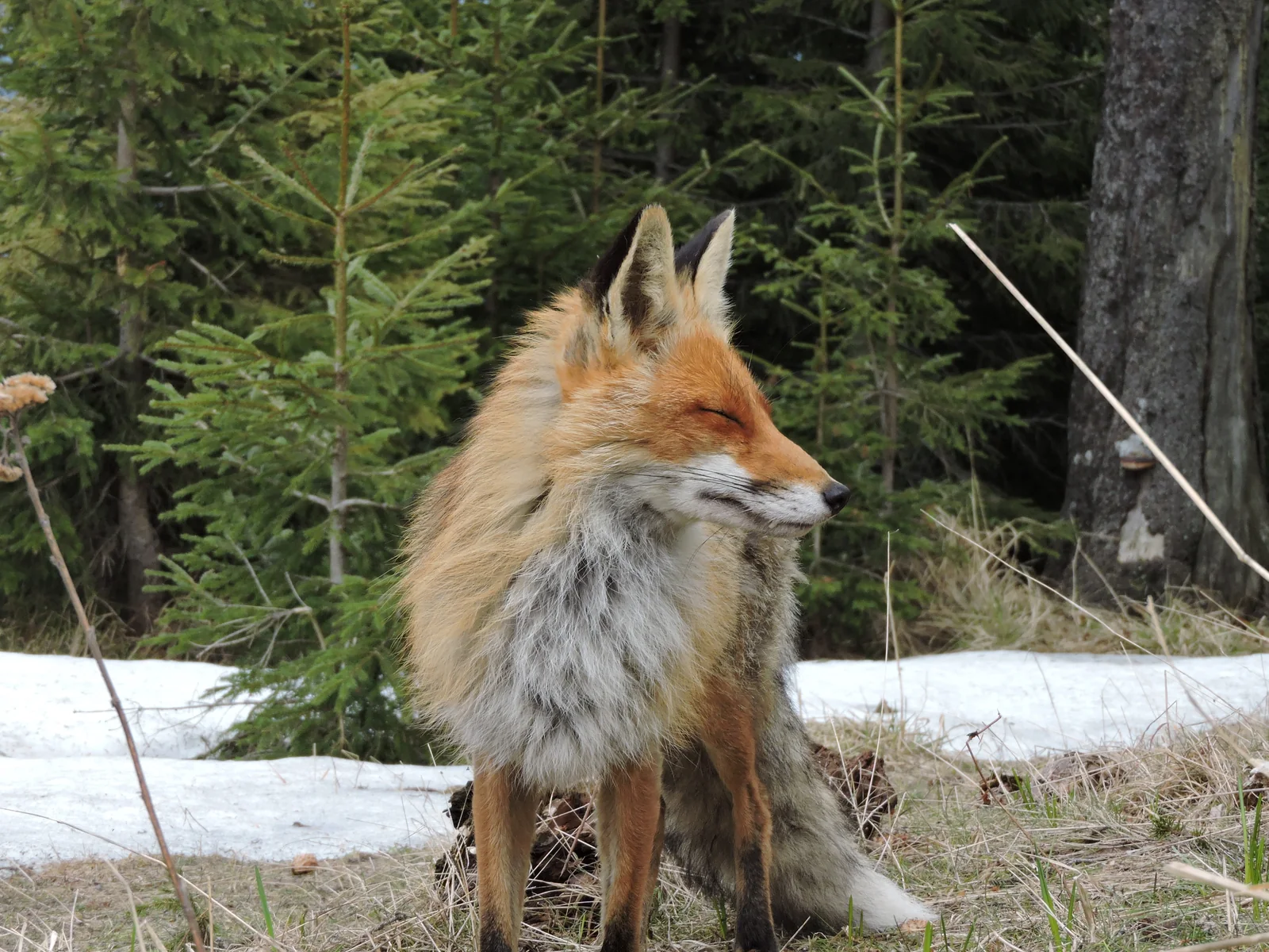 Fauna salbatica observata in experienta ghidata Ursi la Observator