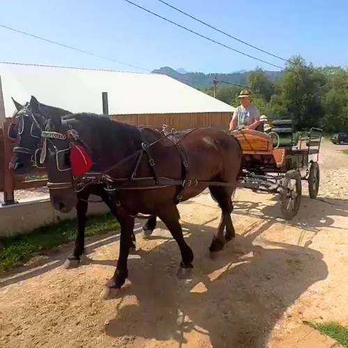 Trasura cu cai pentru plimbare recreativa in zona Rasnov