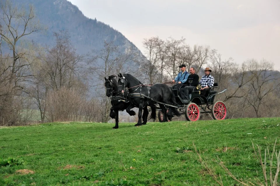 Trasura cu cai in cadru natural din zona Rasnov