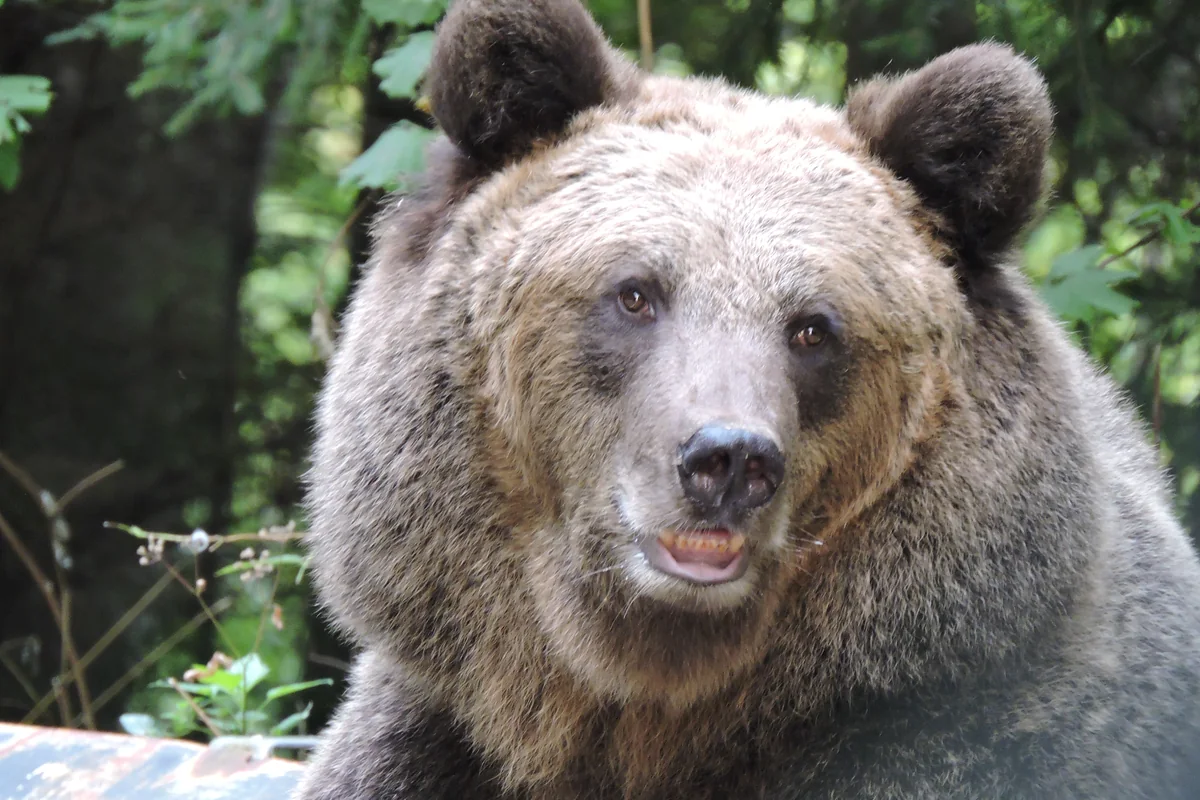 Urs observat în habitat natural în experiența ghidată Urși la Observator Râșnov