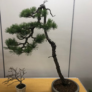 MK Bonsai Meeting March 2022 1.jpeg