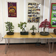 MK Bonsai April 2022 3.jpeg