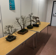 MK Bonsai Meeting March 2022 2.jpeg